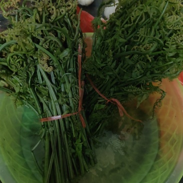水蕨菜