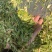 甘蔗尾青贮草料