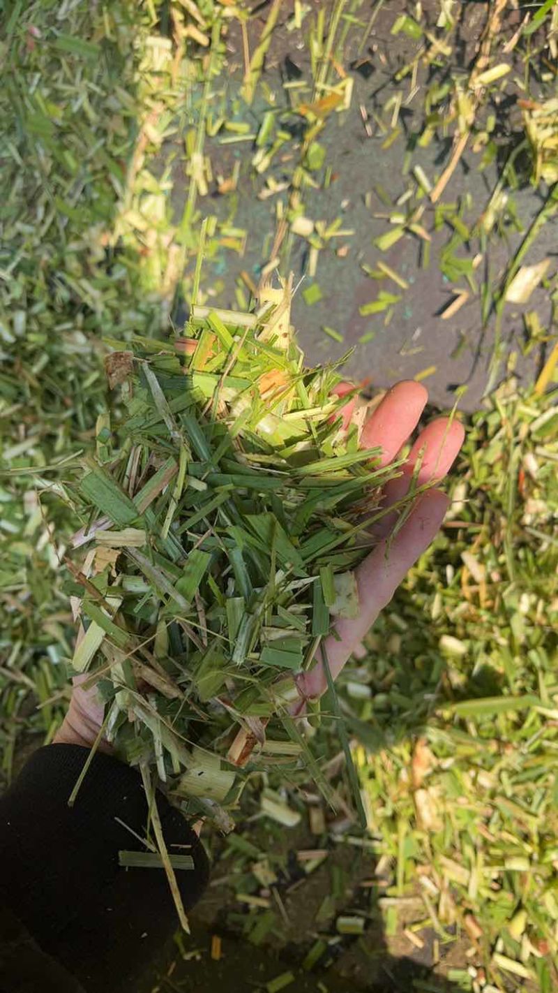 甘蔗尾青贮草料