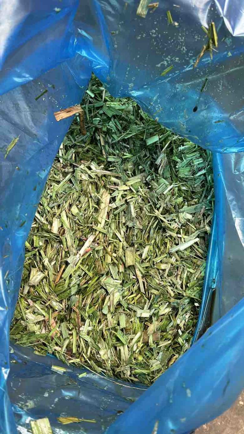 甘蔗尾青贮草料