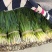 精品头刀精品头刀量大！量大！