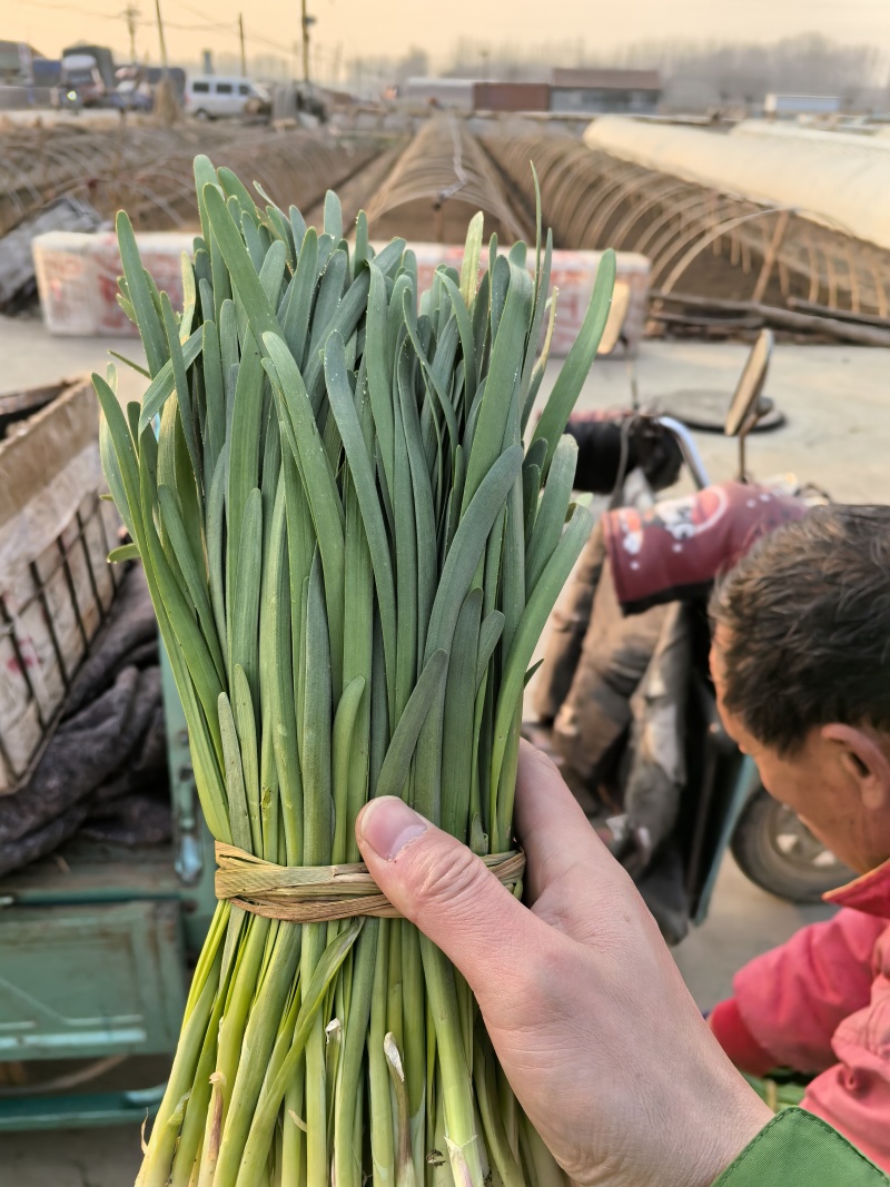 精品头刀精品头刀量大！量大！