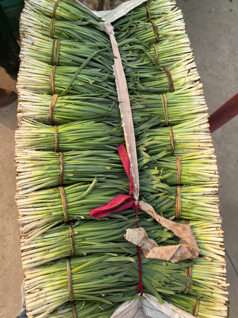 精品头刀精品头刀量大！量大！