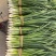 精品头刀精品头刀量大！量大！