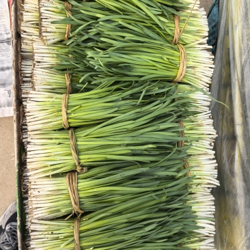 精品头刀精品头刀量大！量大！