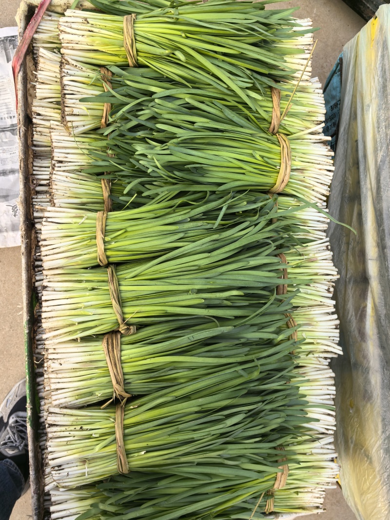 精品头刀精品头刀量大！量大！