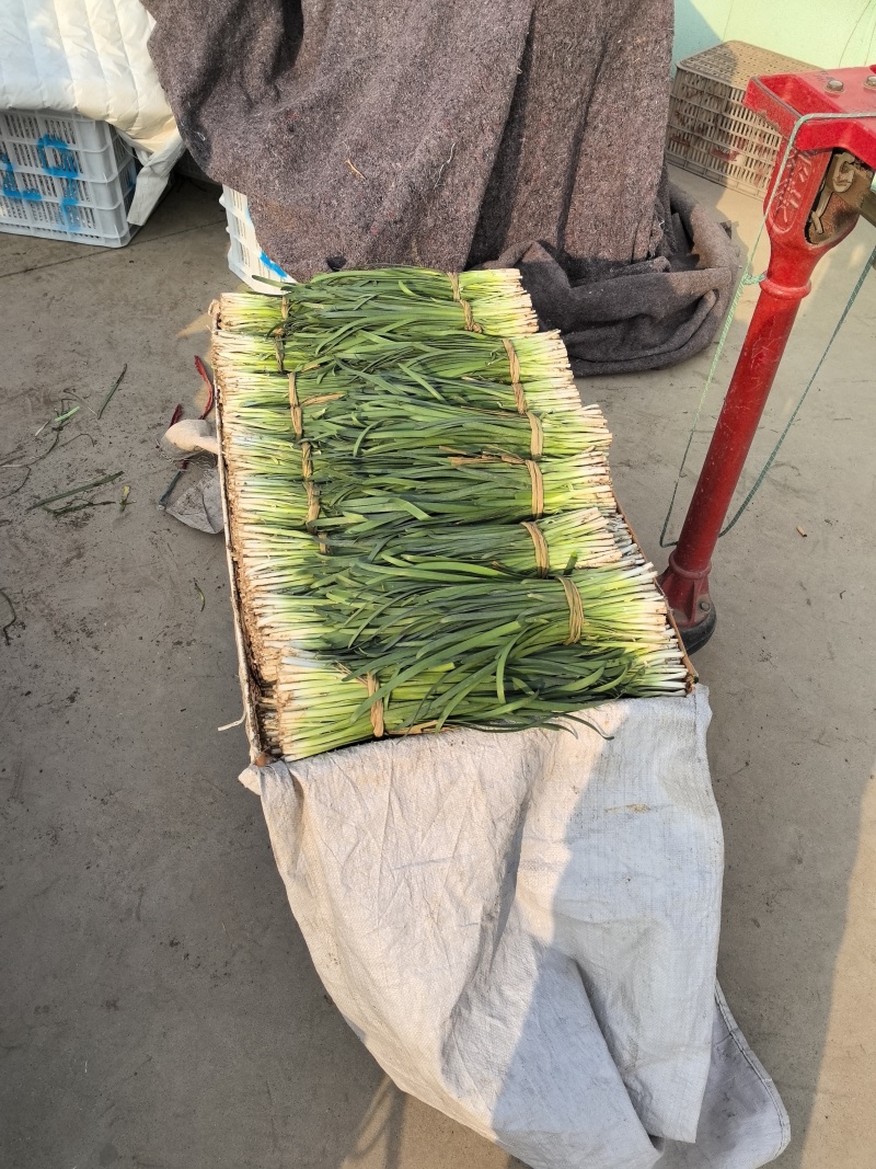 精品头刀精品头刀量大！量大！