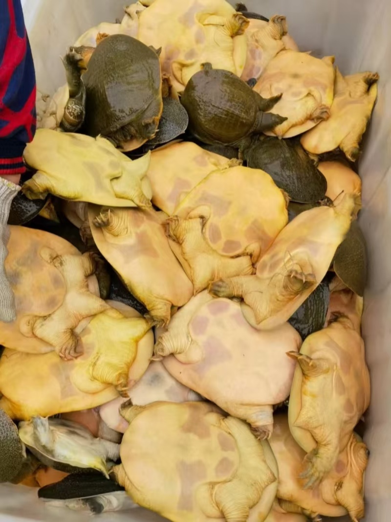 甲鱼产地直供一手货源