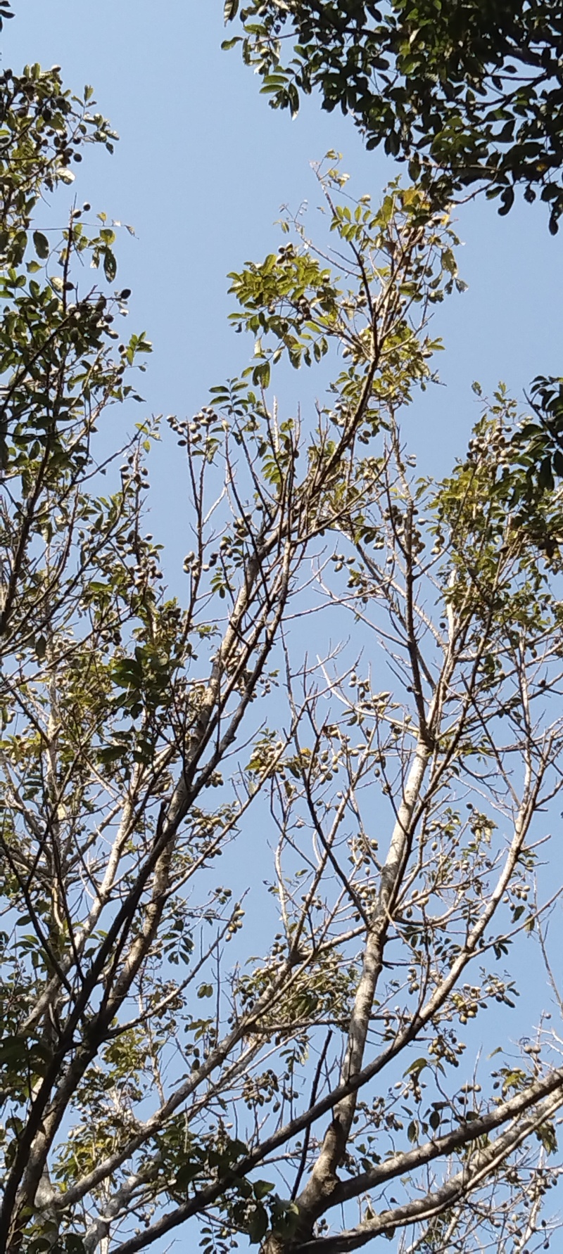 三捻橄榄