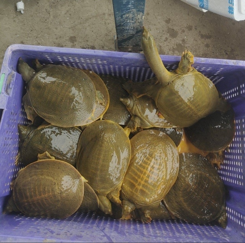 外塘黄甲鱼1-3斤甲鱼，养殖场现货，现抓发货