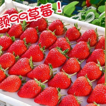 【现摘现发基地批发】99红颜奶油双流草莓