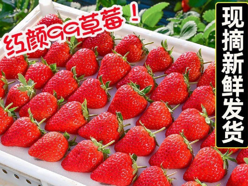 【现摘现发基地批发】99红颜奶油双流草莓