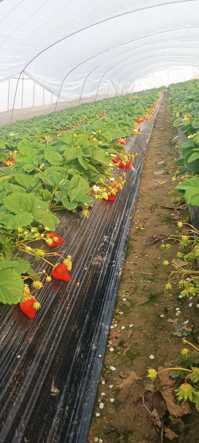 红颜草莓中大果