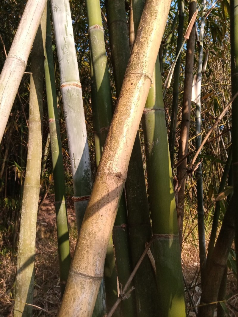 竹子