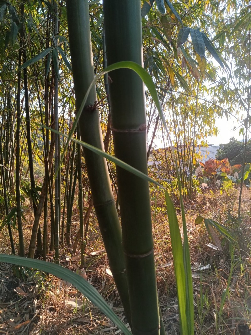 竹子