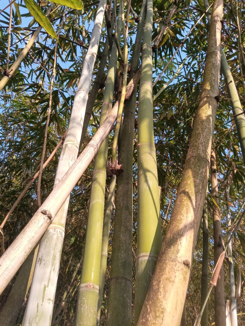 竹子