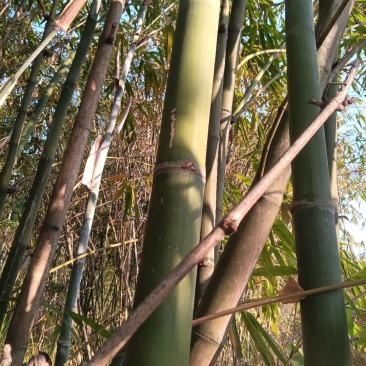 竹子