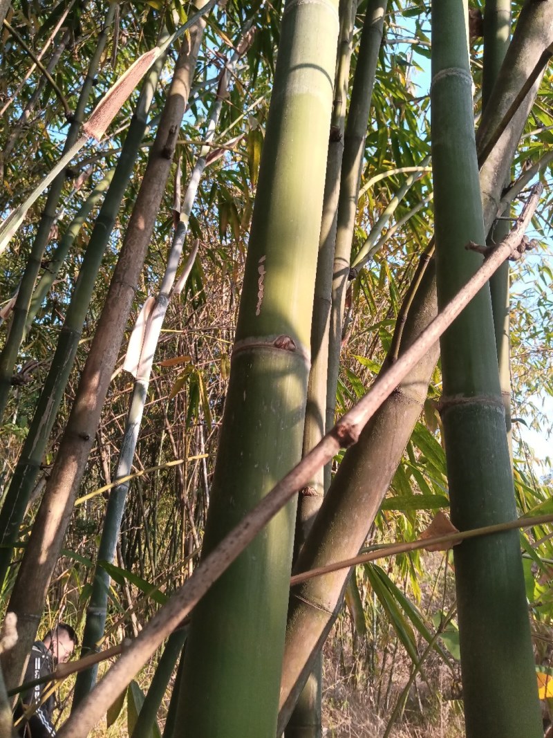 竹子