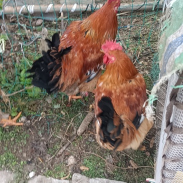 三黄鸡