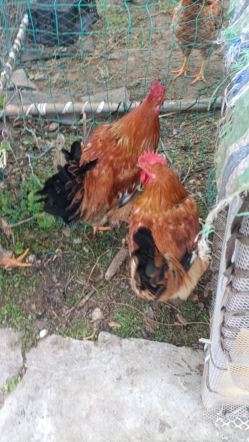 三黄鸡