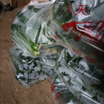 陕西省咸阳三县，乳瓜