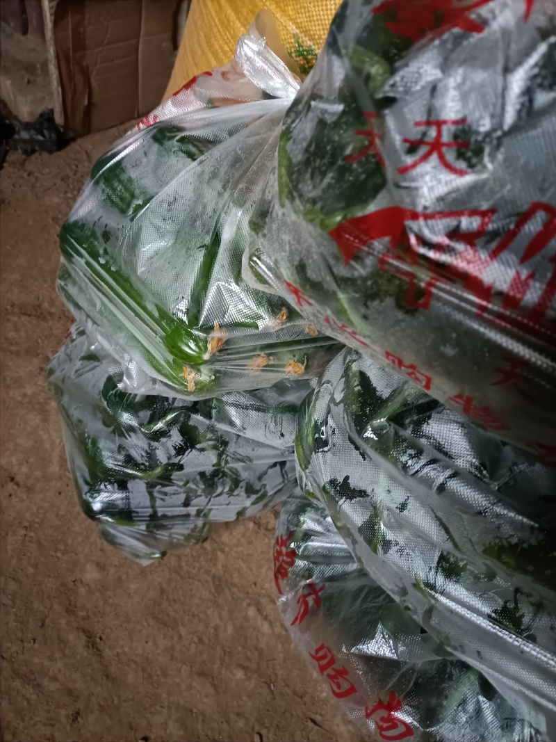 自己家生产的乳瓜，***无公害