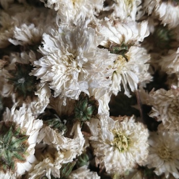 大板菊花茶