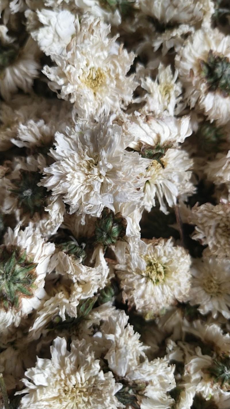 大板菊花茶