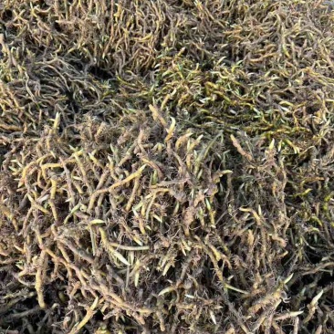 野生玉竹，又称竹根七