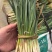 精品韭菜有量啦，需要的老板联系
