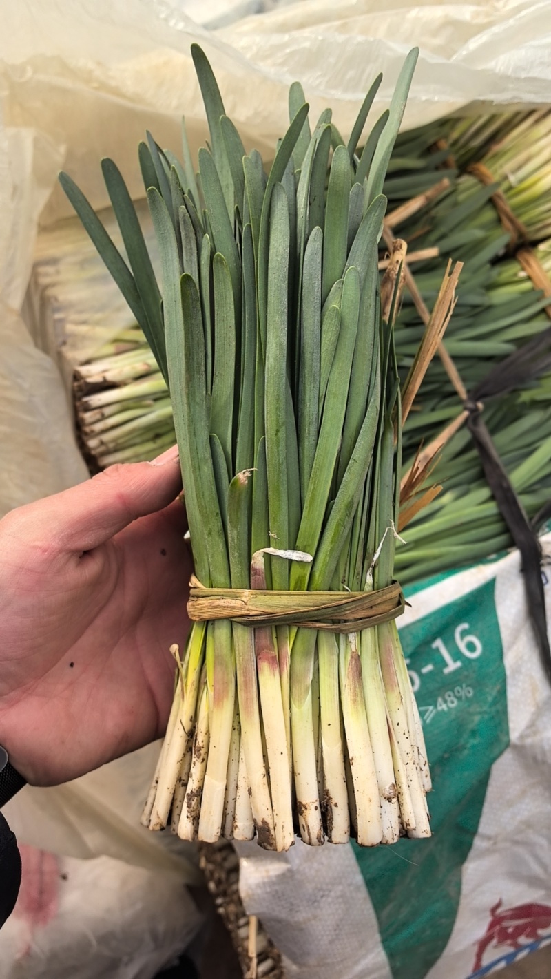 精品韭菜有量啦，需要的老板联系