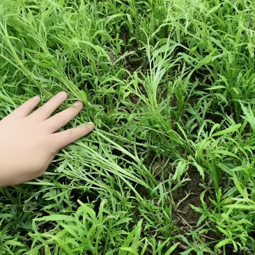 东沟自家种的芦蒿