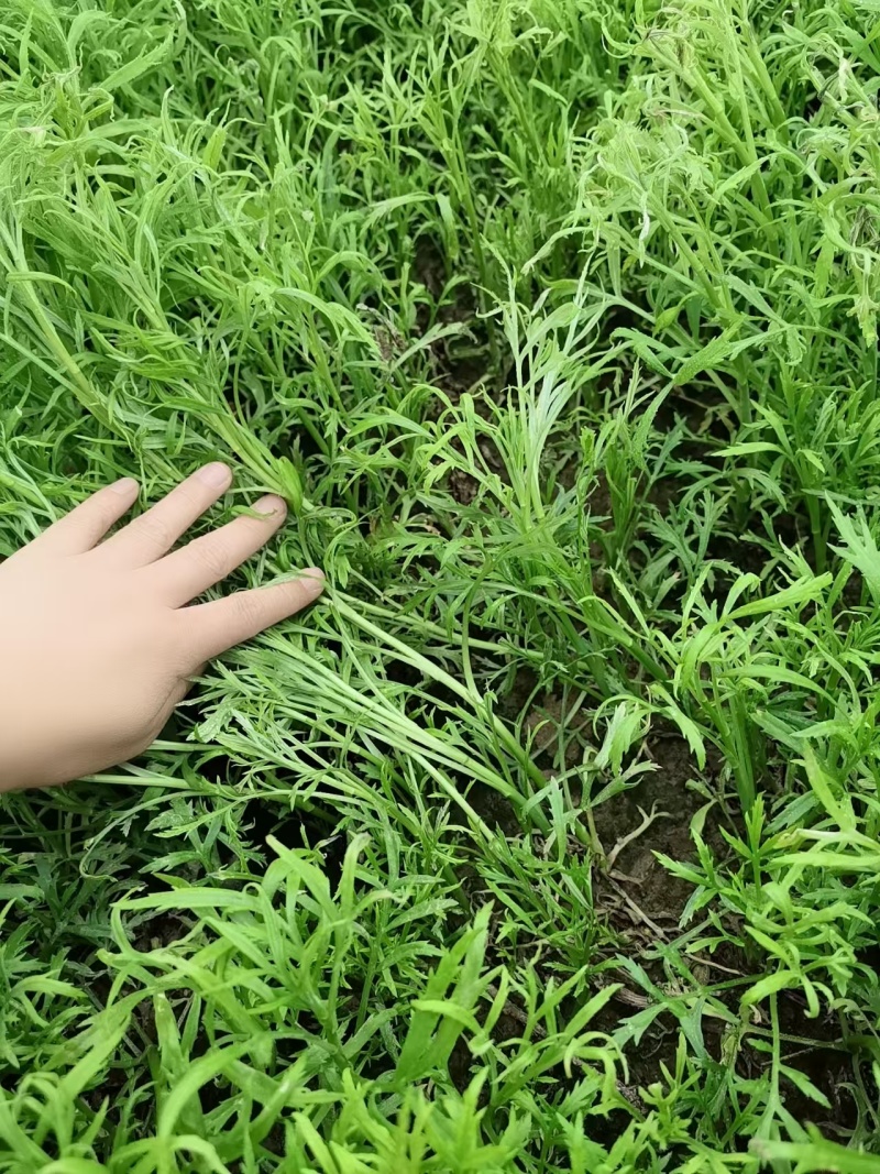 东沟自家种的芦蒿