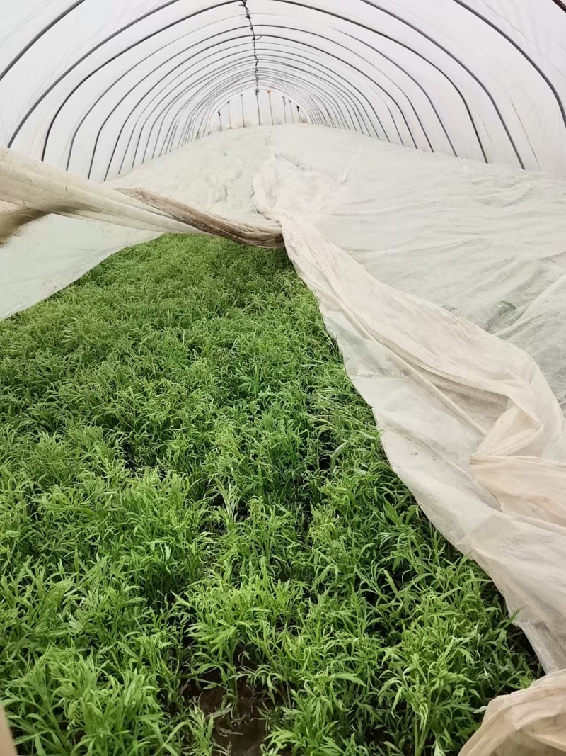 东沟自家种的芦蒿