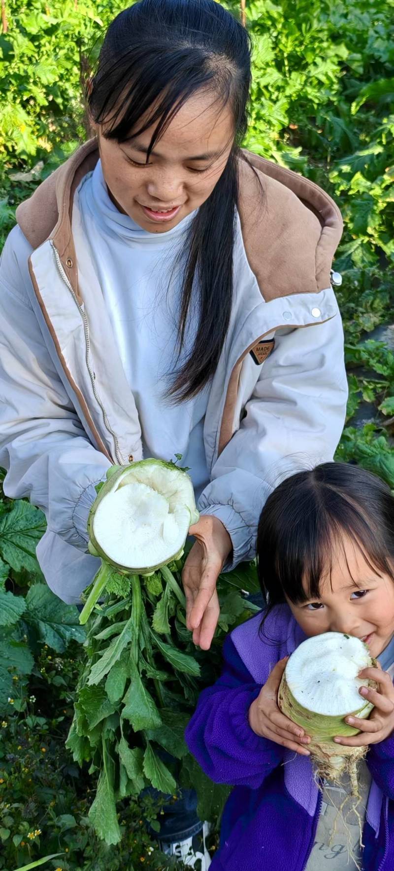 贵州大头菜