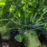 贵州大头菜