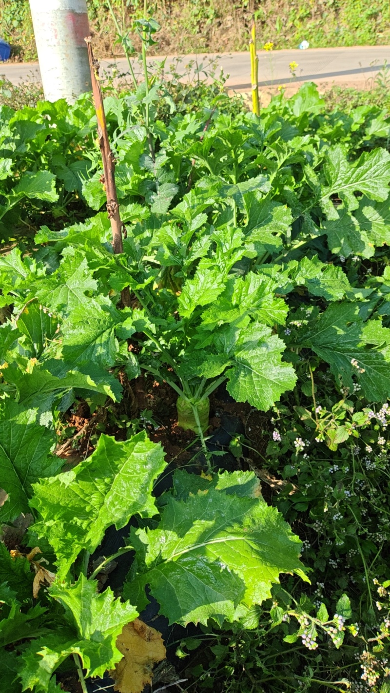 贵州大头菜