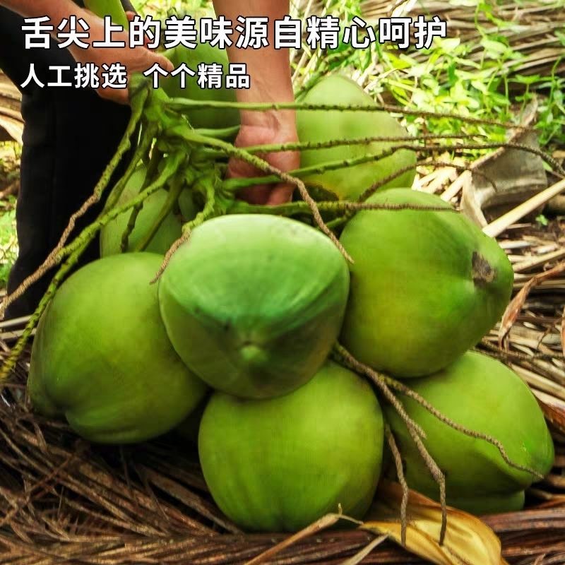 椰子批发产地直销大量现货一手货源价格漂亮有售