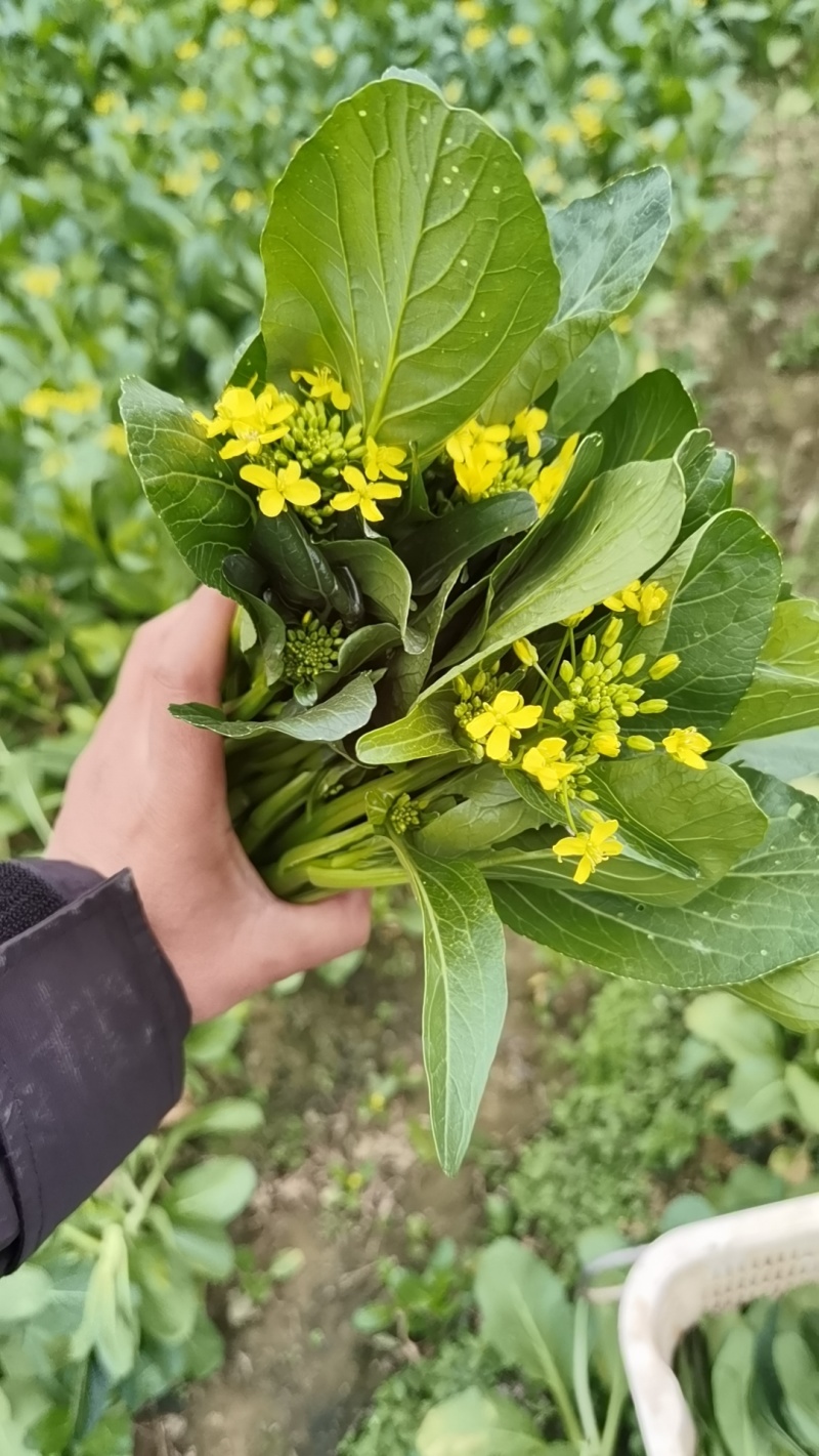甜菜心
