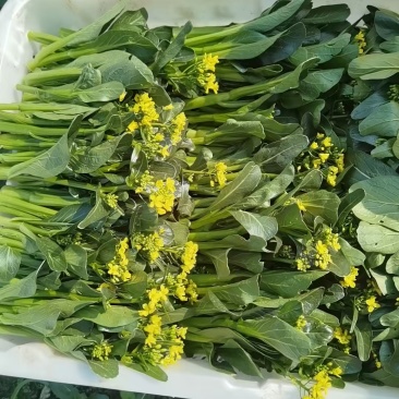 甜菜心
