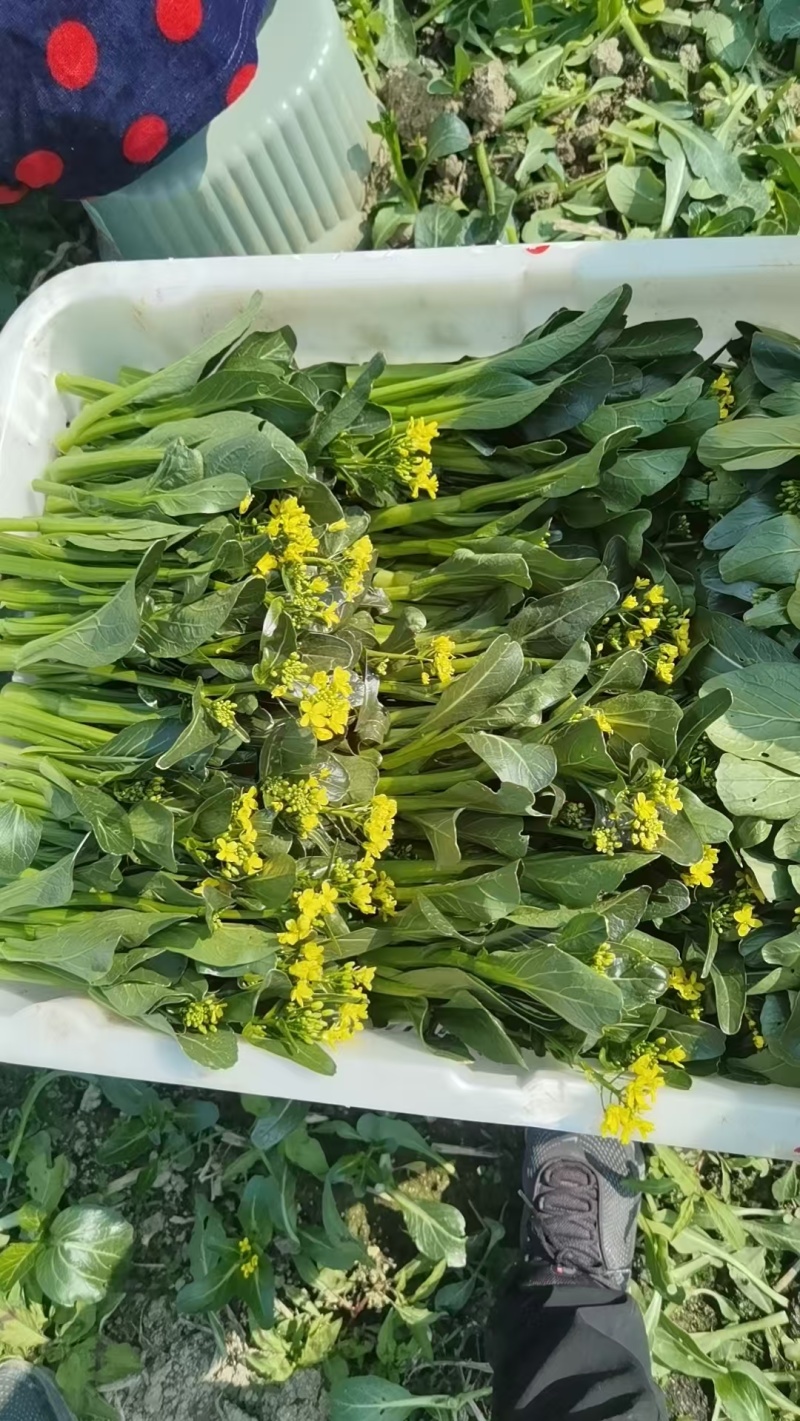 甜菜心