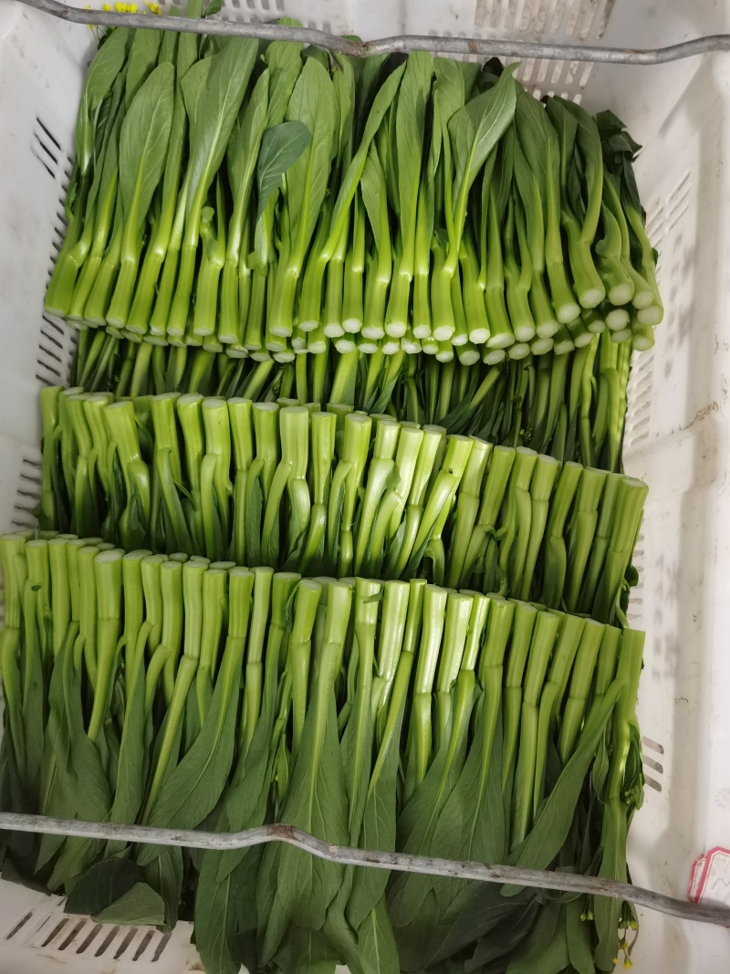 甜菜心