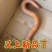 变异鳝鱼，观赏鳝鱼*************
