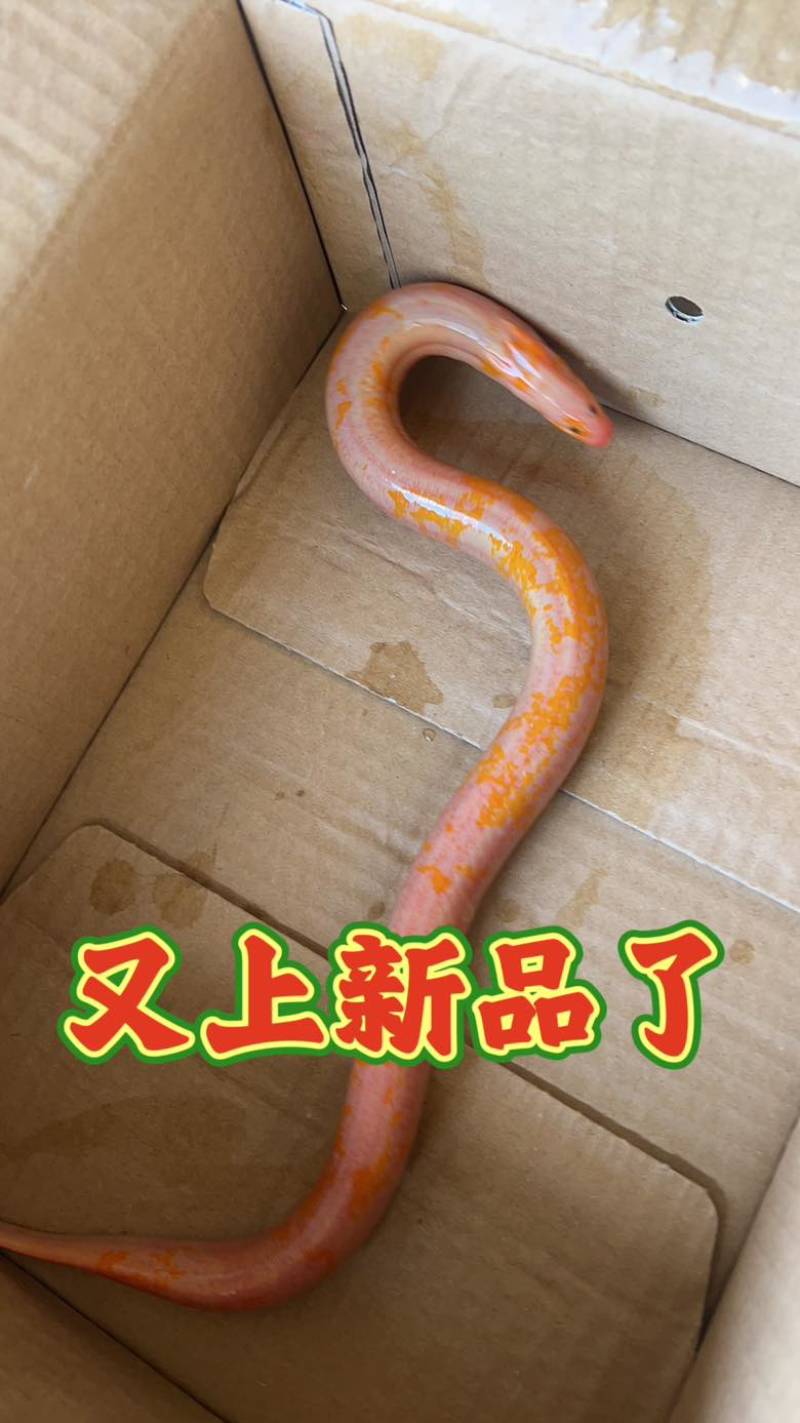 变异鳝鱼，观赏鳝鱼*************