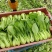 小青菜大量上市