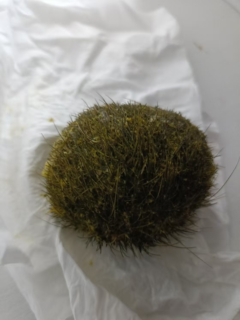 猪宝销售，有要的联系