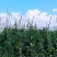 【露天西红柿现摘】净重5斤自然熟攀枝花大番茄新鲜蔬菜代发