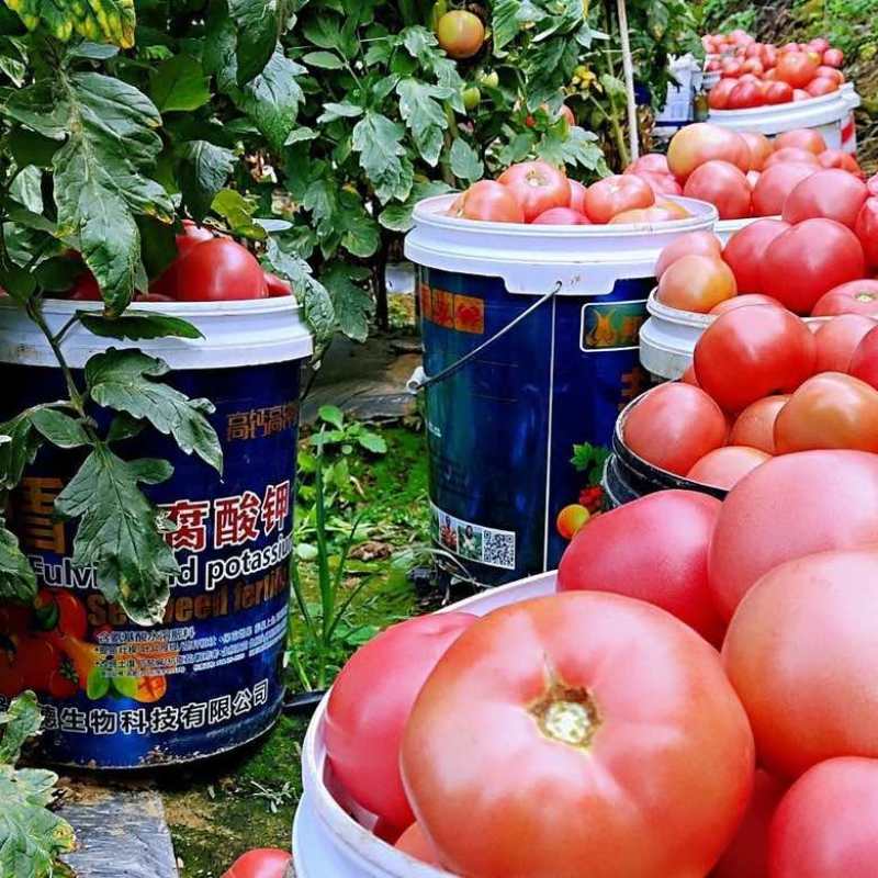 【露天西红柿现摘】净重5斤自然熟攀枝花大番茄新鲜蔬菜代发