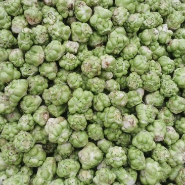新鲜榨菜
