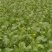 大量菜心增城迟菜